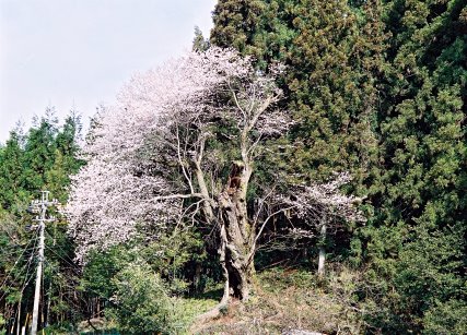 春日神明神社彼岸ザクラ