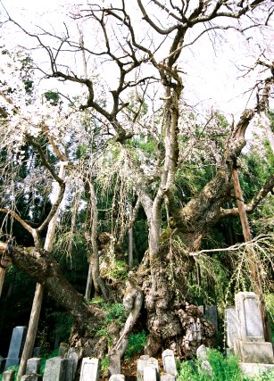 坪井のシダレザクラ