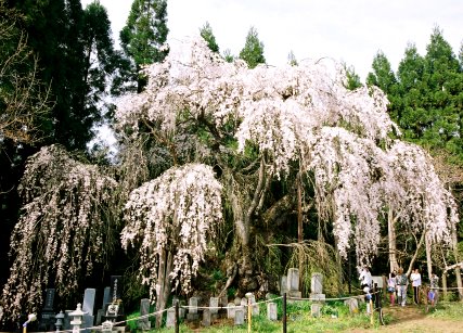 坪井のシダレザクラ