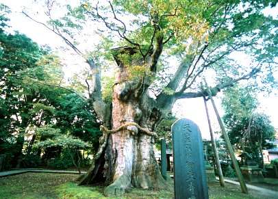 鵜川神社の大ケヤキ