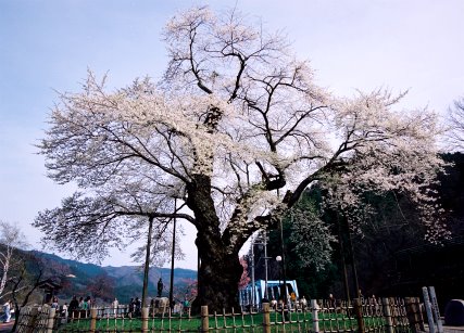 荘川桜_南株