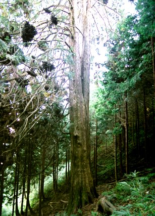 苗敷山のアスナロ