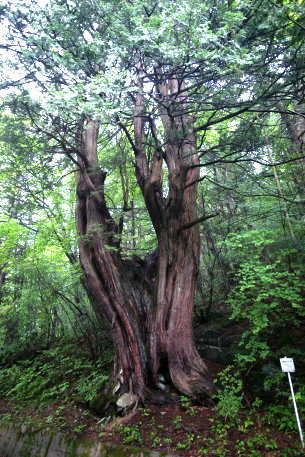 杣口林道のサワラ