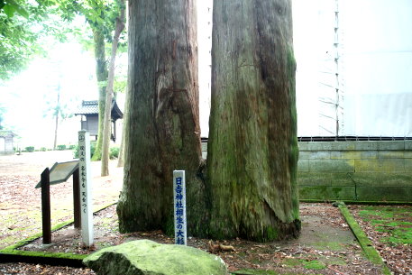 日吉神社の相生の大杉