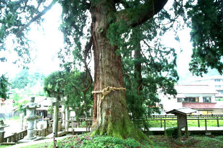 菅原神社の大杉 No1