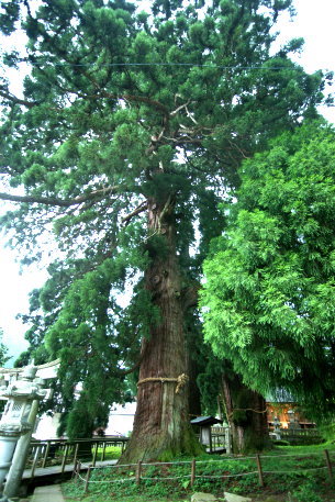 菅原神社の大杉 No1