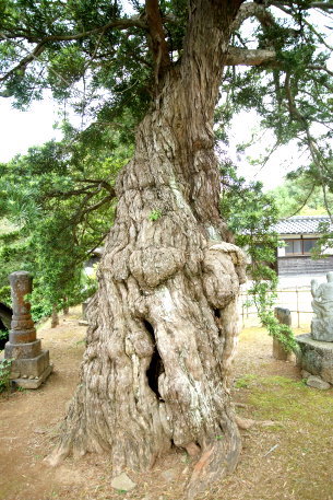 地福院のラカンマキ