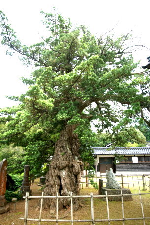 地福院のラカンマキ