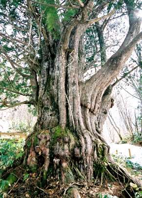 平湯の大ネズコ