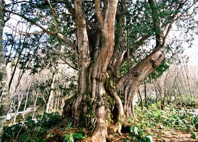 平湯の大ネズコ