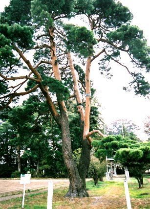 栗林神社のアカマツ