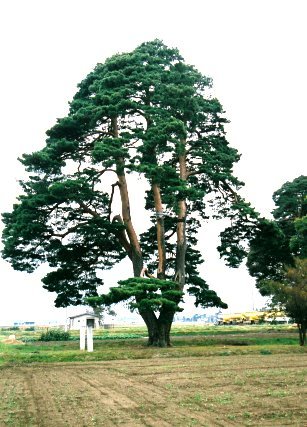 栗林神社のアカマツ