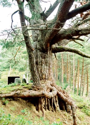 久保田のアカマツ