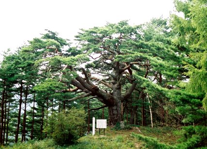 久保田のアカマツ