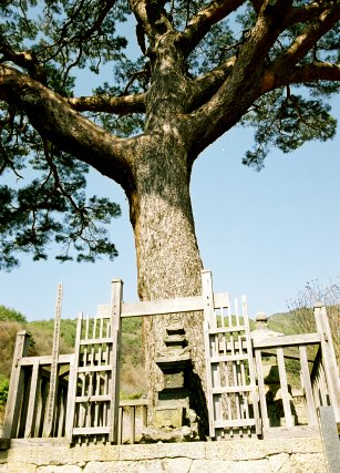 穴沢弾正塚一本松