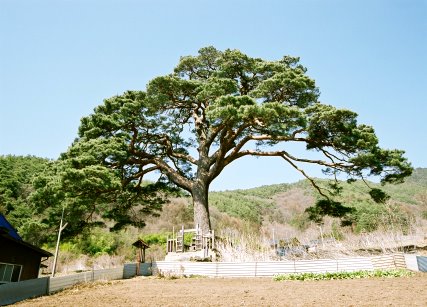 穴沢弾正塚一本松