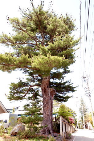 海尻のヒメコマツ