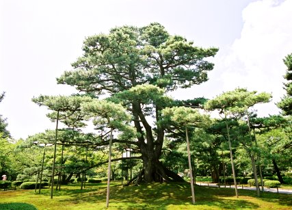 兼六園の根上りの松