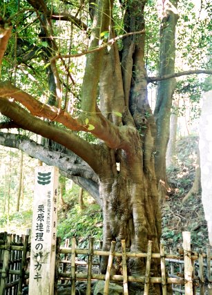 栗原連理のサカキ