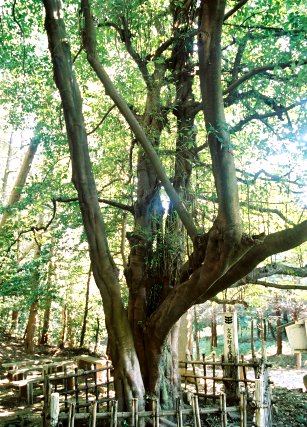 栗原連理のサカキ