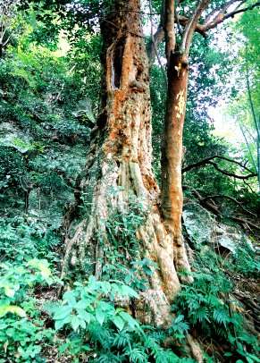 早川のビランジュ