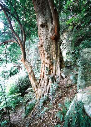 早川のビランジュ