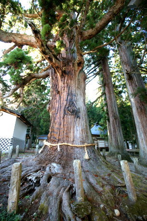 嶺方諏訪社の老杉