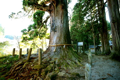 嶺方諏訪社の老杉