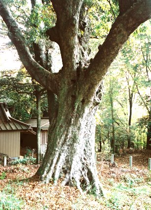 駒形諏訪神社の大カシ