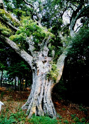 駒形諏訪神社の大カシ