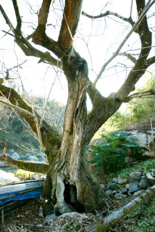 寺平のオニグルミ