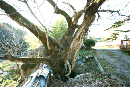 寺平のオニグルミ