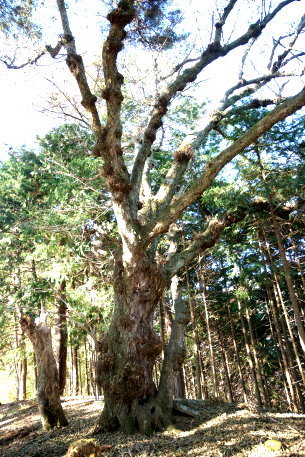 平岡のヤシャブシ