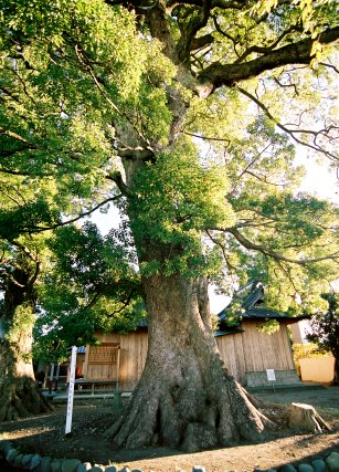 稲荷神社のクスノキ