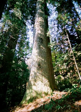 与川白山神社の大杉
