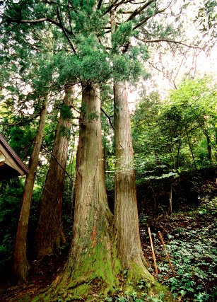 金間の大杉