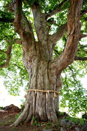 温井小学校跡のケヤキ