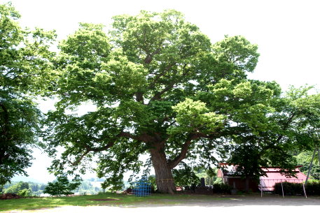 温井小学校跡のケヤキ