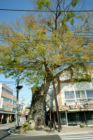 野沢町の女男木
