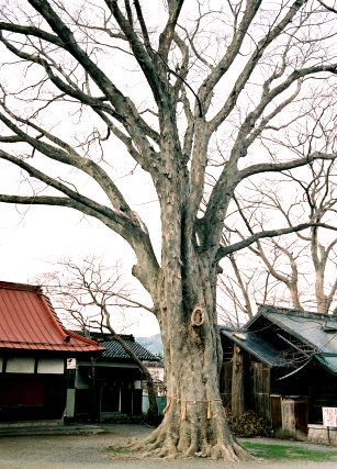 南宮神社のケヤキ　No1