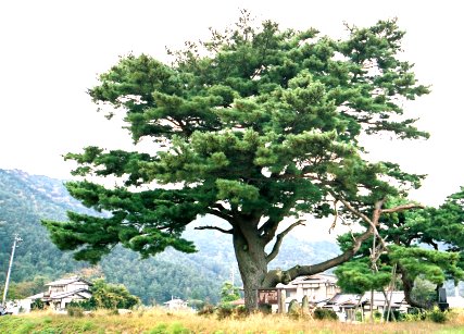 川西の一本松