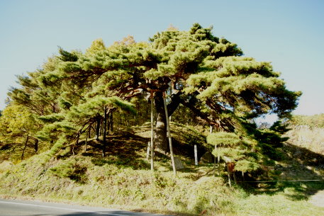 火山峠芭蕉の松