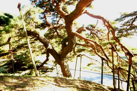 火山峠芭蕉の松