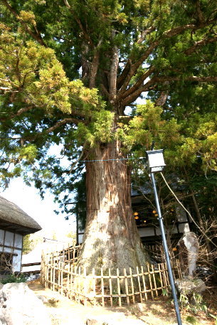 戸隠神社中社の三本杉 No1