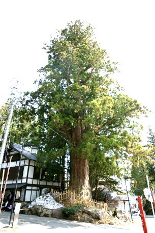 戸隠神社中社の三本杉 No1