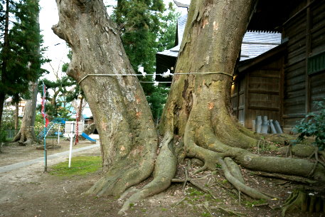 長沼神社のケヤキ