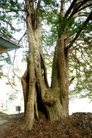 平出の夫婦栂_雄株