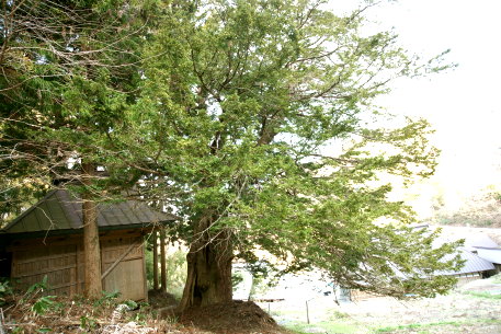 平出の夫婦栂_雄株