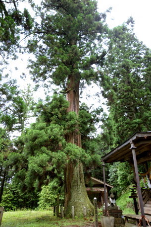 八柱神社の神代杉＿左株