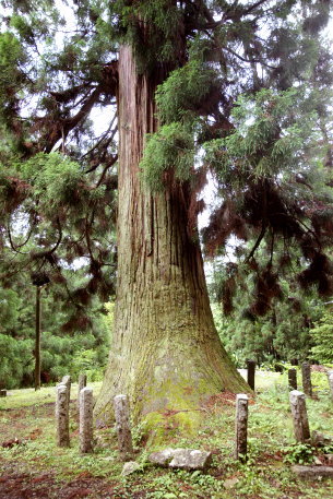 八柱神社の神代杉＿左株